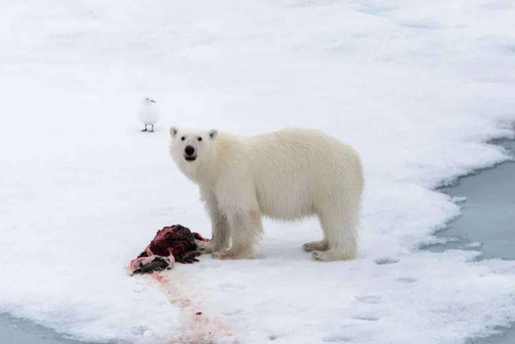 Polar bear eating seal on pack ice