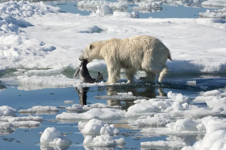 Female Polar bear (Ursus maritimus) dragging a ringed seal (Pusa hispida or phoca hispida), Svalbard Archipelago, Barents Sea, Norway