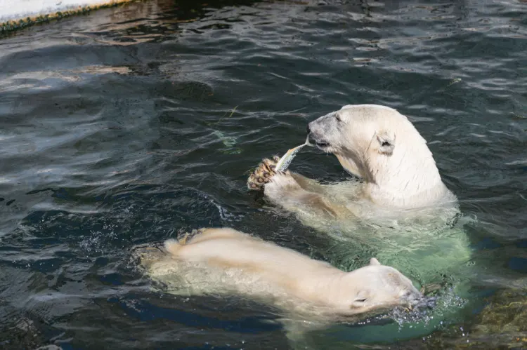 Polar bears family eating fish in water 