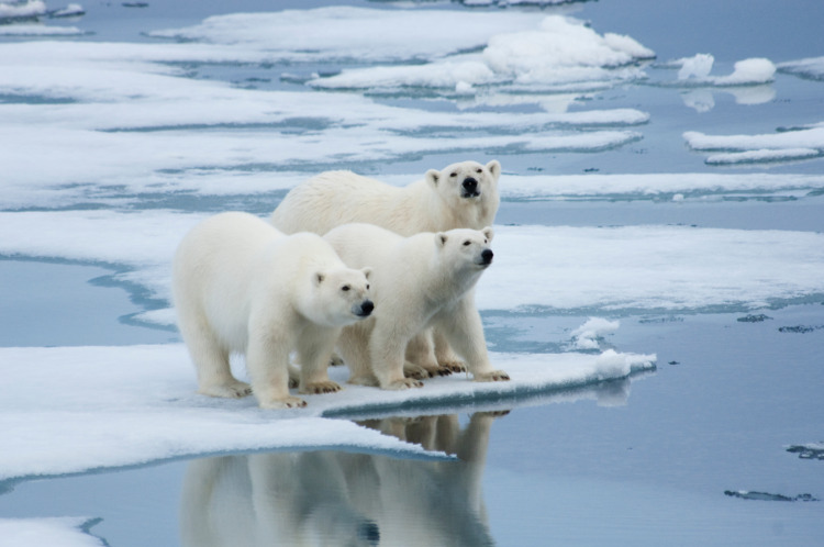 60 Fun & Interesting Facts About Polar Bears 4 Adult female and 2 yearling cubs