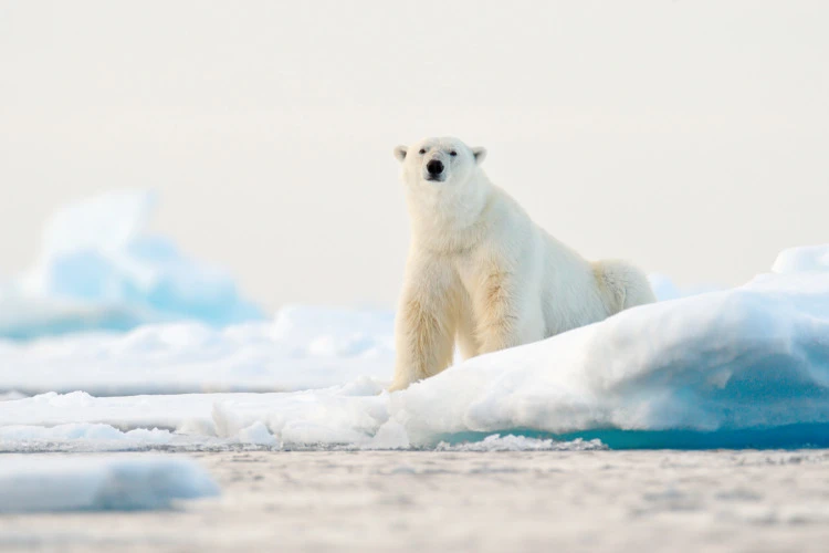 Polar bear on drift ice edge with snow and water in Norway sea. White animal in the nature habitat, Svalbard, Europe. Wildlife scene from nature. 