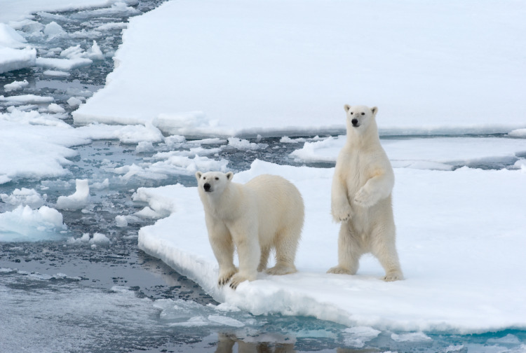 60 Fun & Interesting Facts About Polar Bears