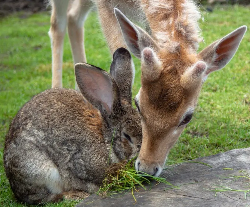 Deer and a rabbit Portrait of a little deer and a rabbit