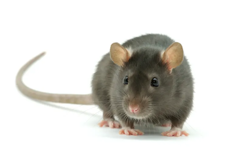 These 13 Animals Have the Best Hearing in the World 10 Small rat