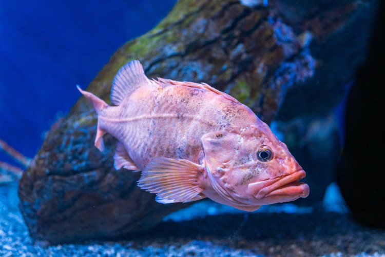 Rougheye rockfish swimming underwater 