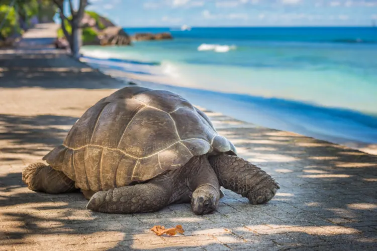 Seychelles Giant Tortoise on a beach