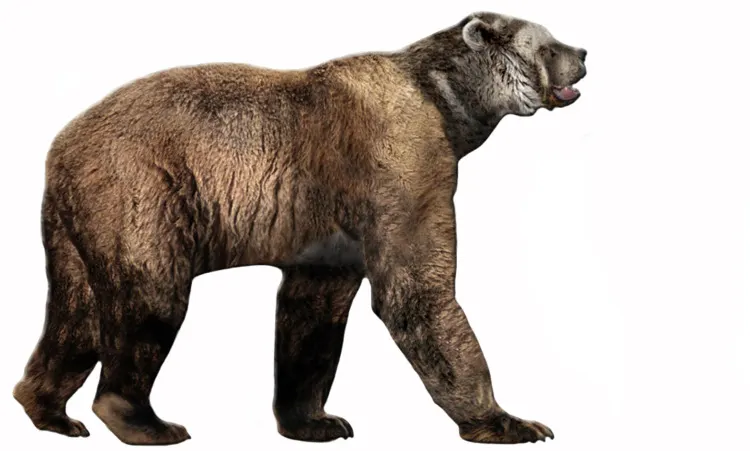 4 Most Incredible Extinct Bears in History 2 Reconstruction of Short-Faced Bear