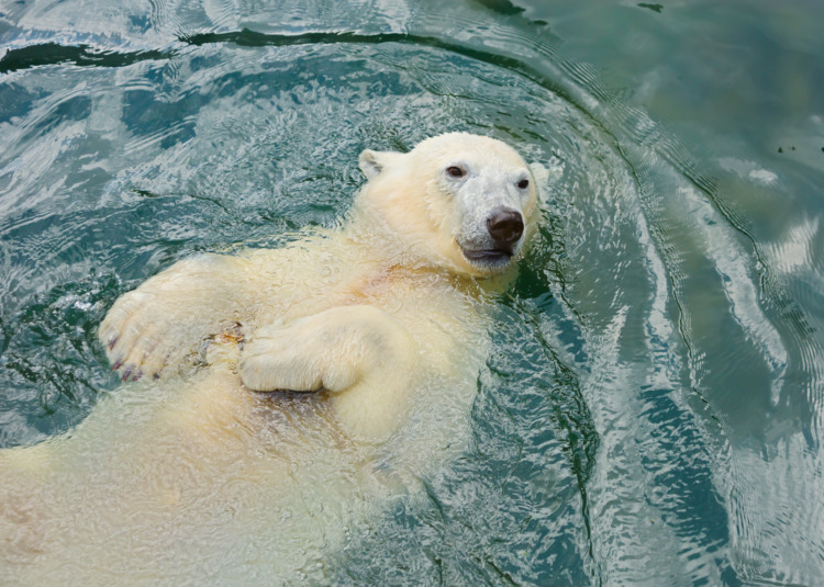 Polar bear swims in the water The polar bear is a typical inhabitant of the Arctic. The polar bear is the largest of all predator.