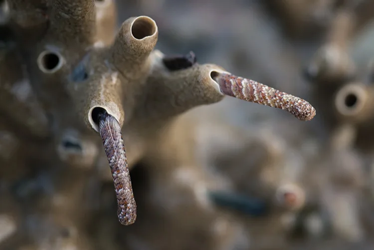 Tube worms on the seagrass bed during low tide