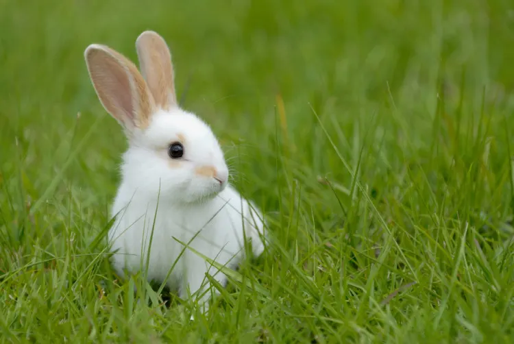 White rabbit on the grass