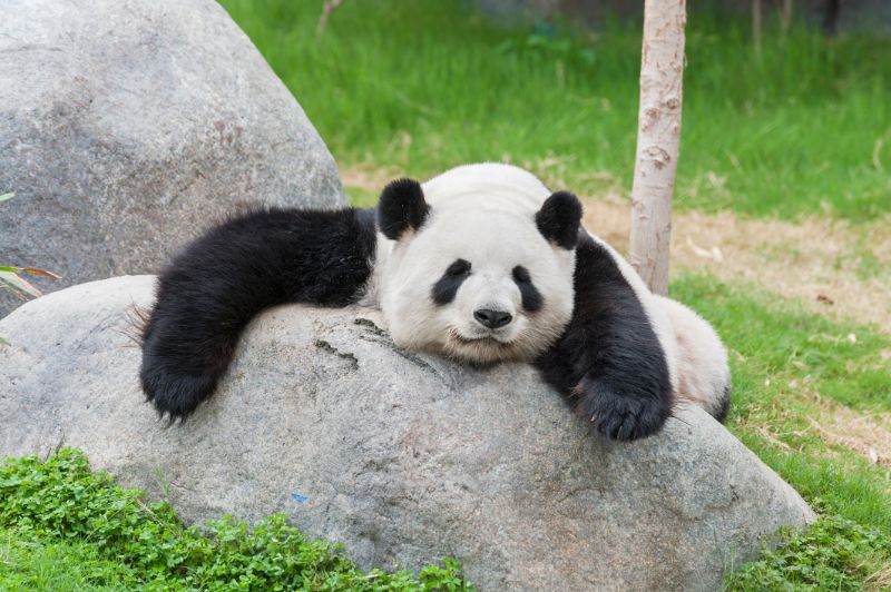 Adorable giant panda bear sleeping on rock