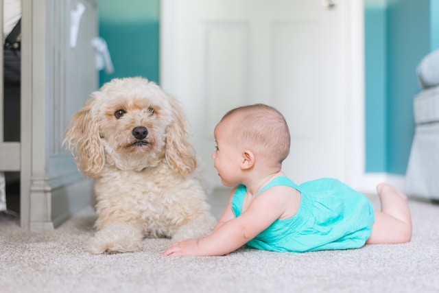 Baby playing with a dog