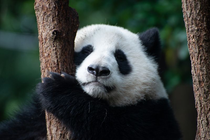 Baby giant panda in a tree