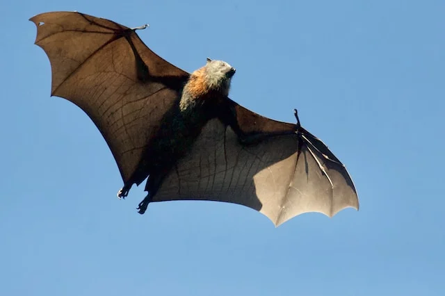 What Animal Has Two Feet But Can't Walk? A Fun Riddle Solved! 3 a bag flying in the sky