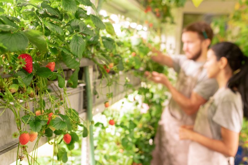 Container gardening of strawberries