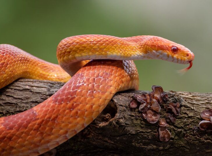 Corn snake