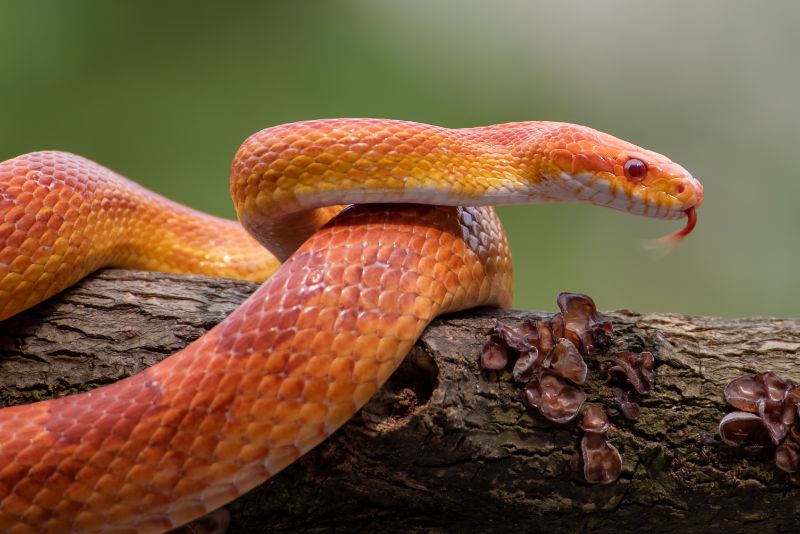 Milk Snake vs Corn Snake: Unraveling the Differences