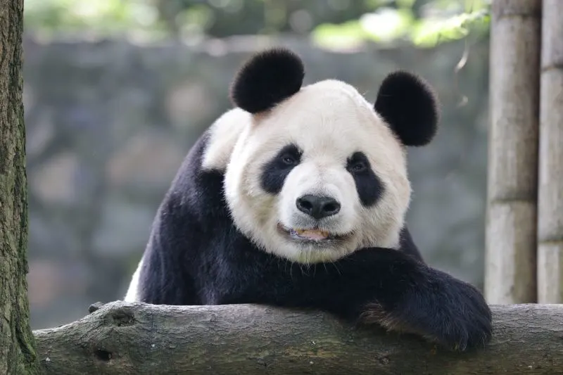 Cute giant panda Cute giant panda