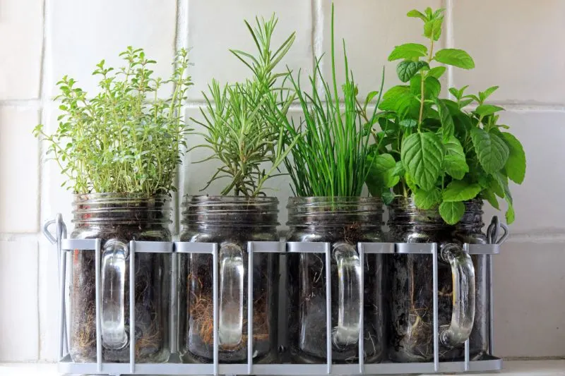 Four herbs gardening Four herbs gardening at home