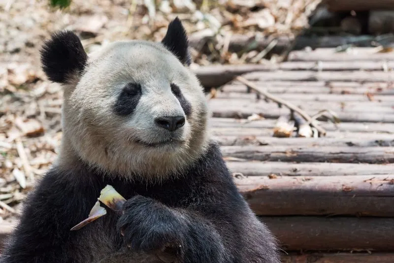 Giant panda eating close up shot