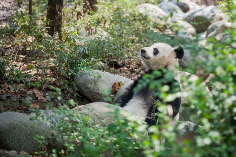 Giant panda lying on rock in the forest