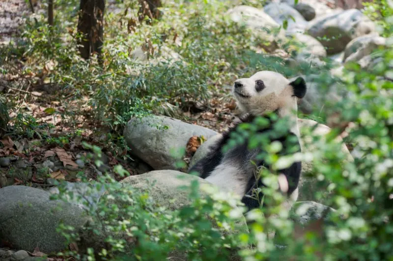 Panda lying on rock Giant panda lying on rock in the forest