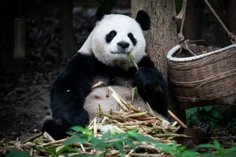 Panda having bamboo meal Giant panda meal time with bamboo