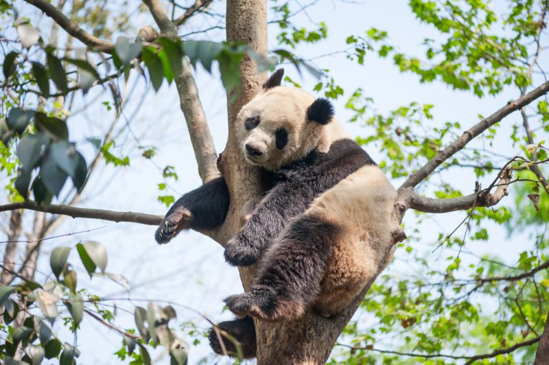 Giant panda sleeping in a tree