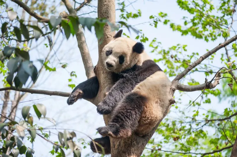 Giant panda sleeping Giant panda sleeping in a tree