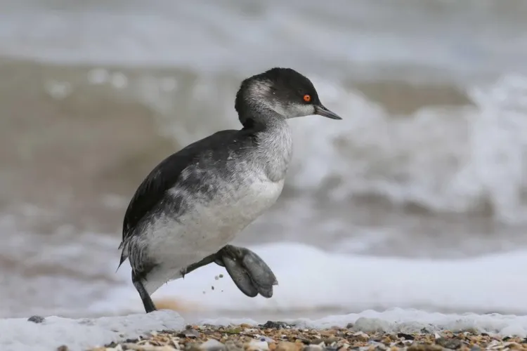 What Animal Has Two Feet But Can't Walk? A Fun Riddle Solved! 6 a grebe walking on a snow field
