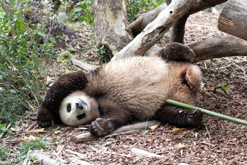 Playful and happy giant panda