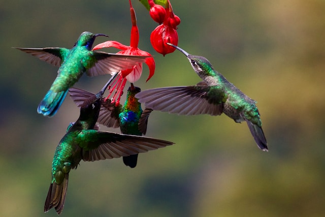 hummingbirds collecting nectors