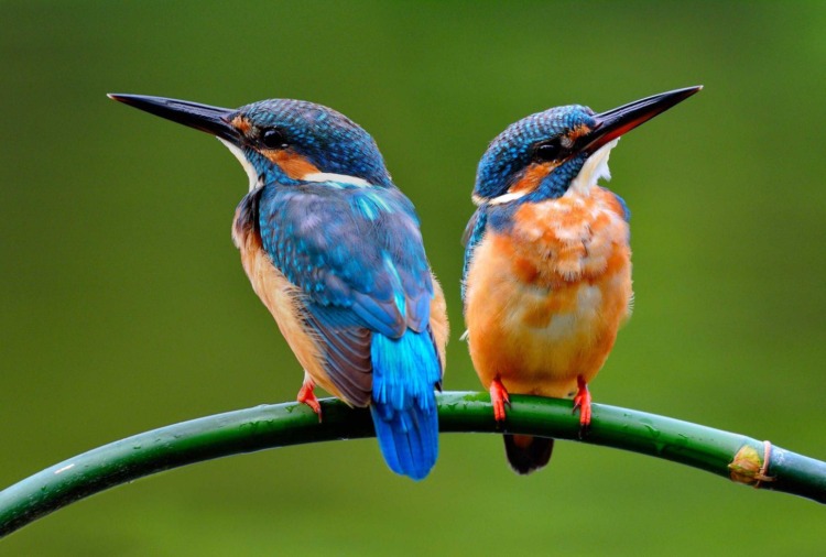 kingfisher birds sitting on the branch