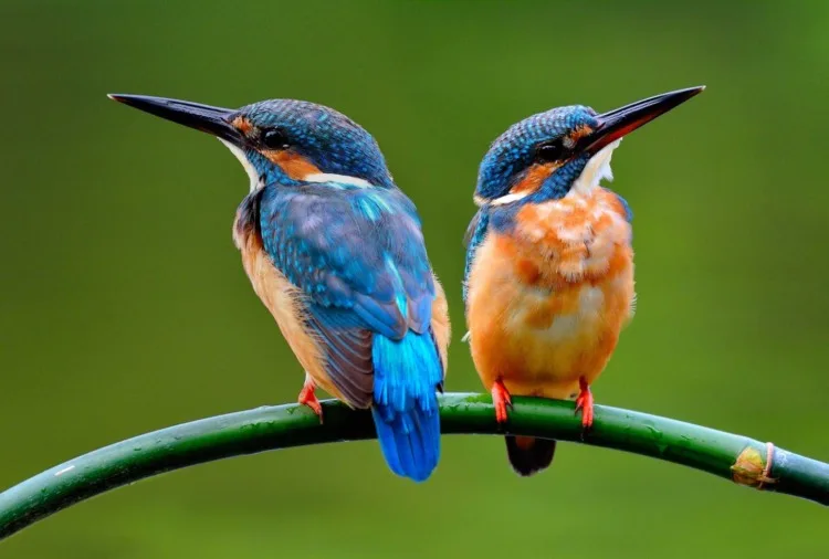 kingfisher birds sitting on the branch