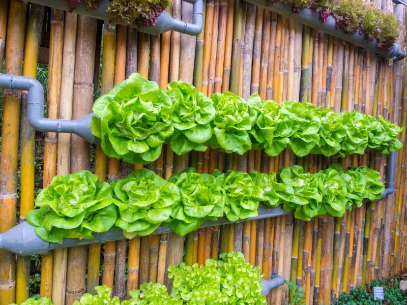 Lettuce grown in vertical garden Lettuce grown in vertical garden