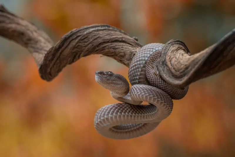 Mangrove pit viper