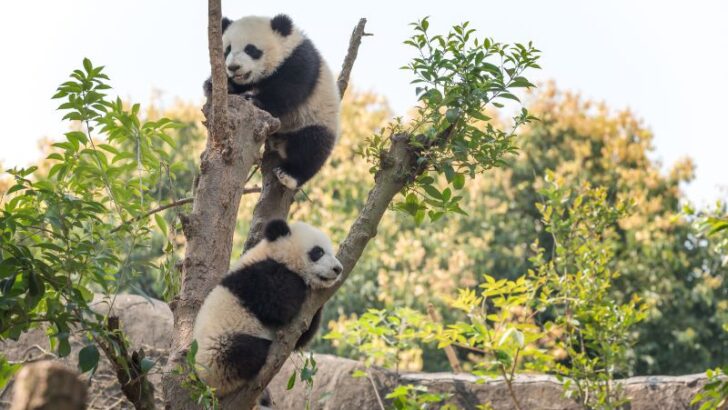 Panda cubs playing on a tree