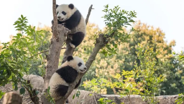 Panda cubs playing on a tree