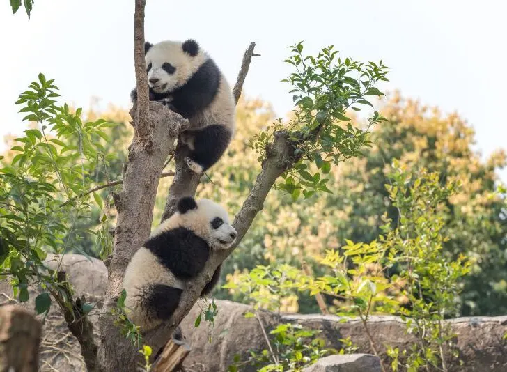 Panda cubs playing on a tree