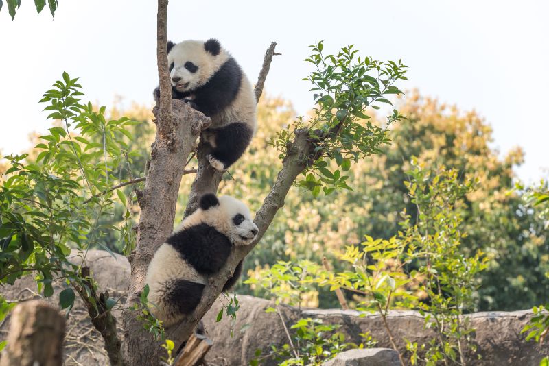 Panda cubs playing on a tree