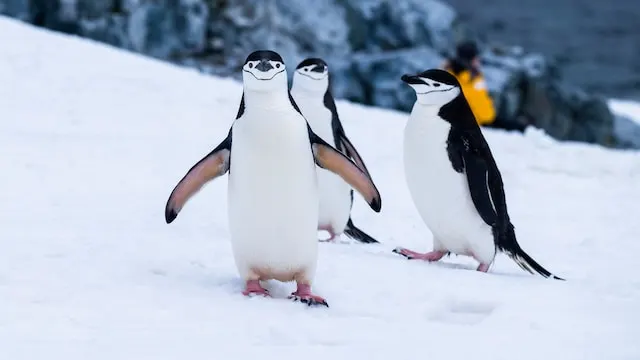 What Animal Has Two Feet But Can't Walk? A Fun Riddle Solved! 4 a group of penguins