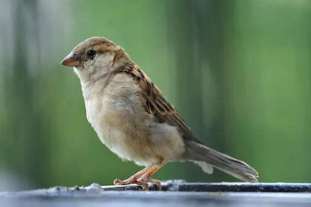 a sparrow