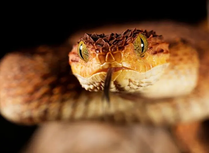 Squamigera snake