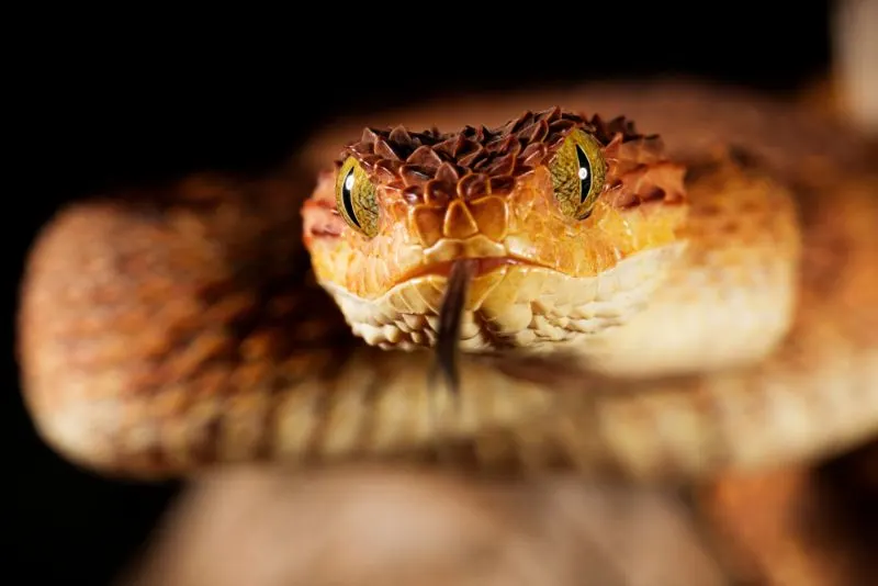 Squamigera snake