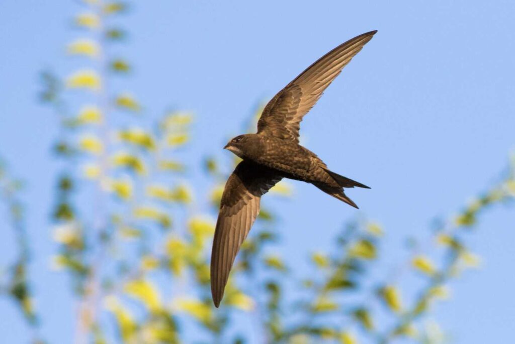 Swifts flying in the sky 