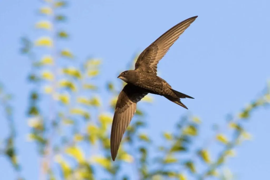 What Animal Has Two Feet But Can't Walk? A Fun Riddle Solved! 7 Swifts flying in the sky