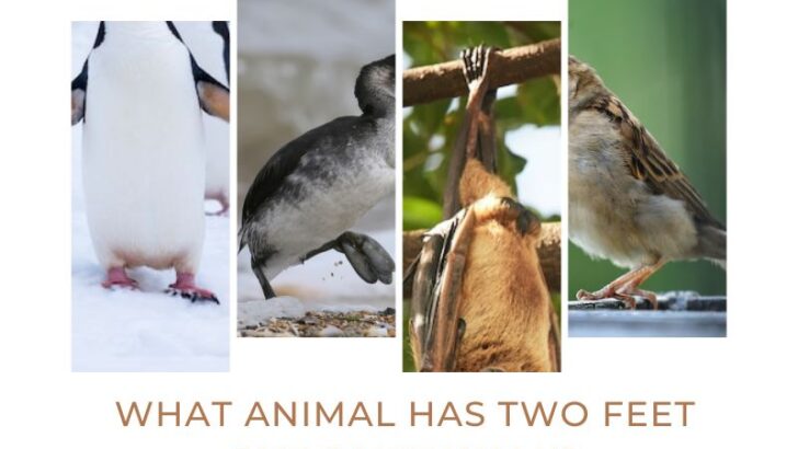 Pictures of different animals that have two feet but can't walk