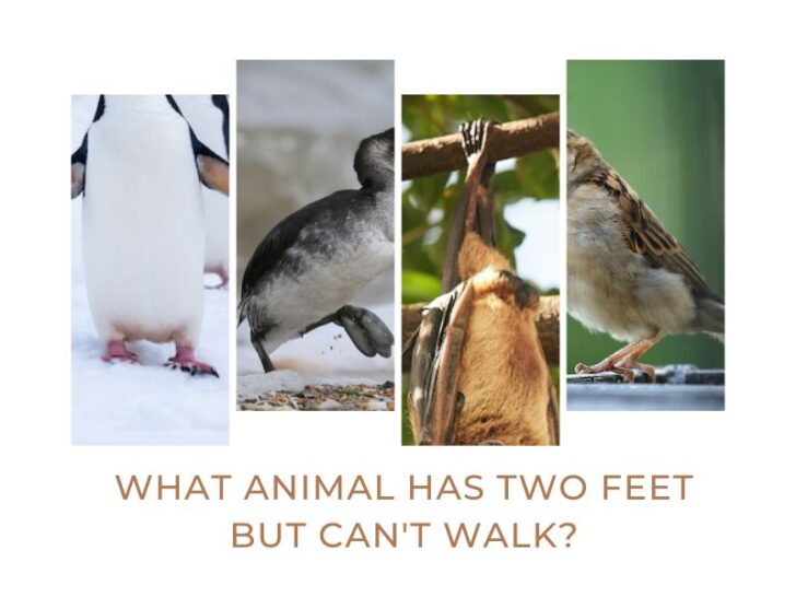 Pictures of different animals that have two feet but can't walk
