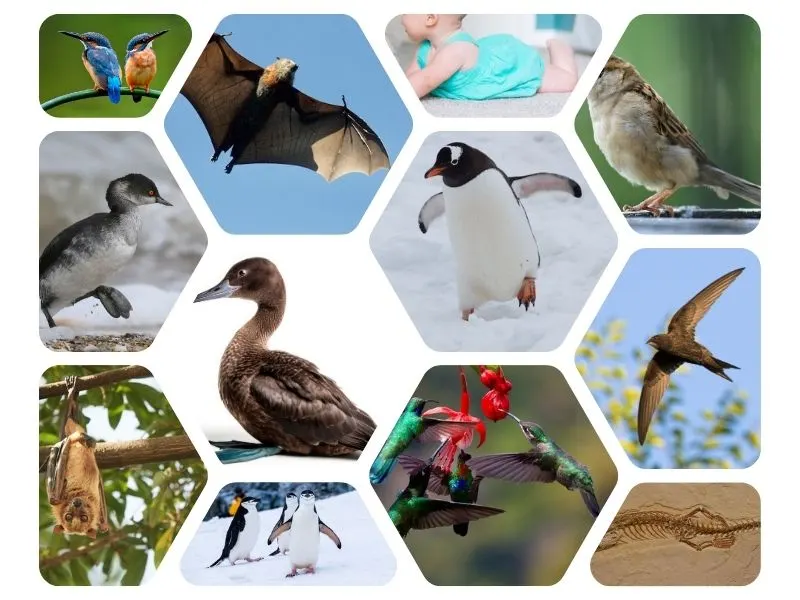 What Animal Has Two Feet But Can't Walk? A Fun Riddle Solved! 2 a picture of animals that have two feet but can't walk