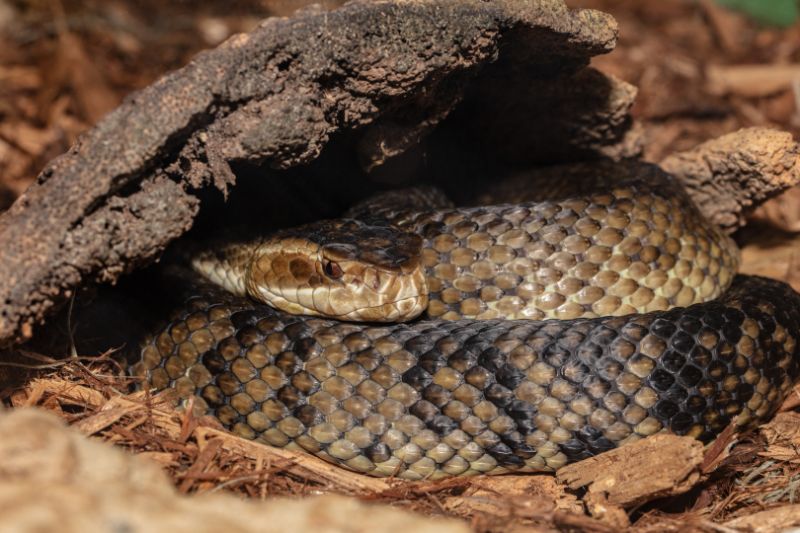 Cottonmouth takes shelter under a rock